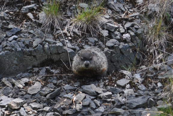 Roundhog in Pennsylvania bluestone