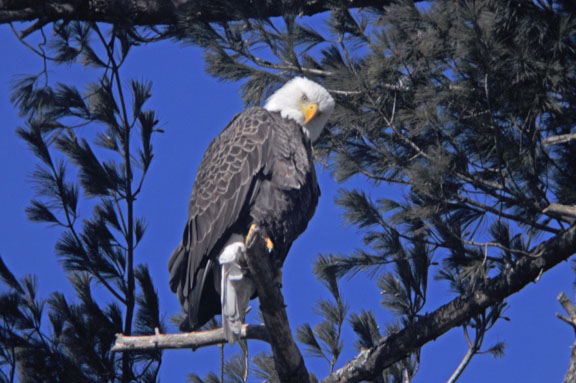 Eagle Imperial. Photo by David Wineberg