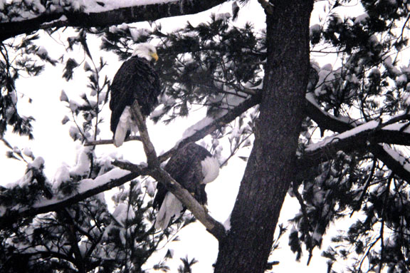 Eagles homeless. Photo by David Wineberg