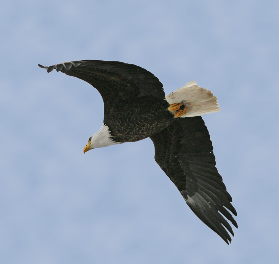 American Bald Eagle. Photo by Ron Day