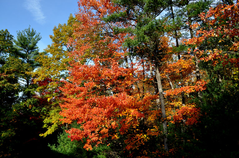 Fall foliage. Photo by David Wineberg