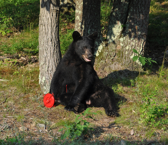 Blck bear and hummingbird feeder