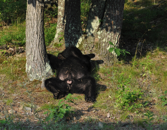 black bear relaxing