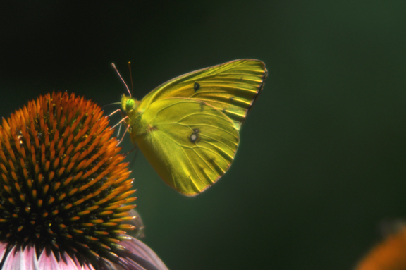 butterly on coneflower