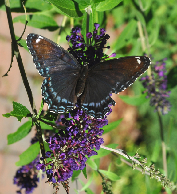 butterfly