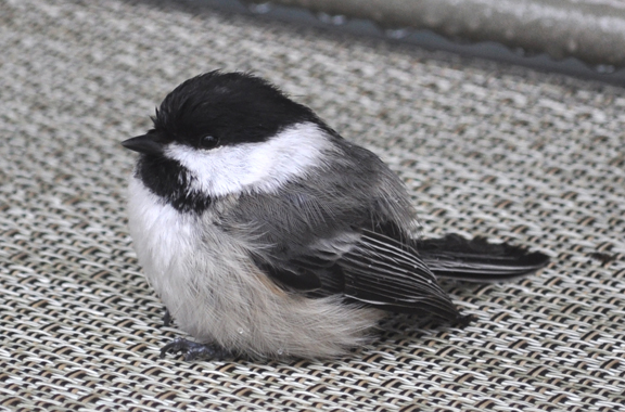 Northern chickadee (boreal)