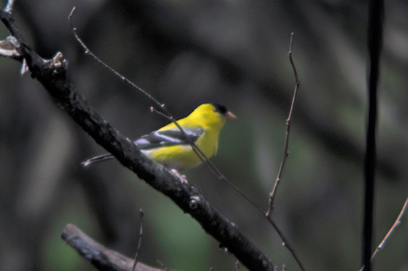 Goldfinch on branch. Photo by David Wineberg