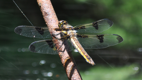 Dragonfly