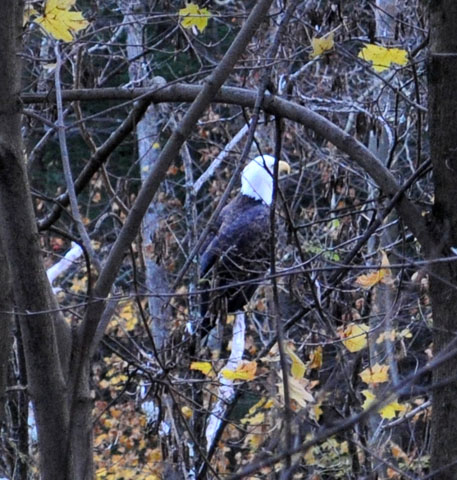 Eagle over the shoulder. Photo by David Wineberg