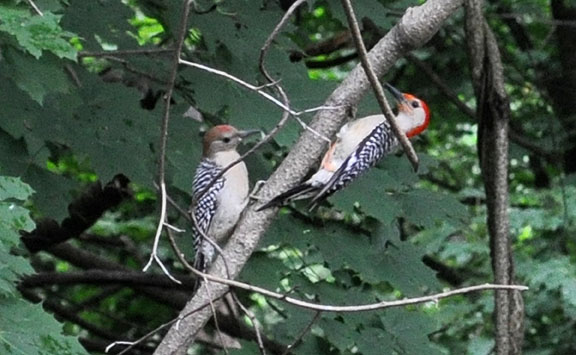 Flicker mother and chick photo by David Wineberg