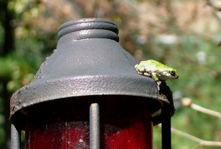 Tiny frog - dime sized
