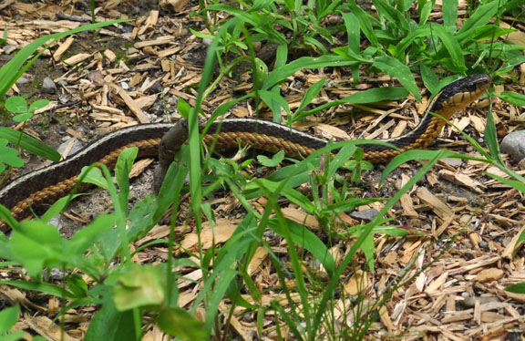 Garter snake photo by David Wineberg