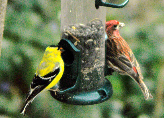 Strawberry finch