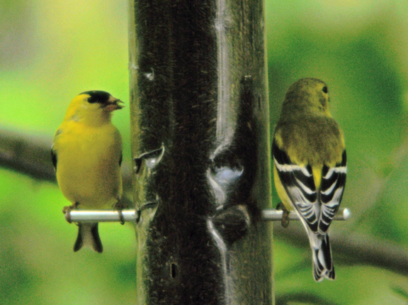 goldfinches front and back. Photo by David Wineberg