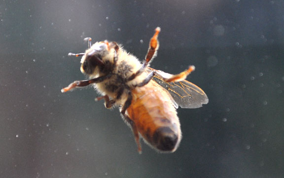 bee, photo by David Wineberg