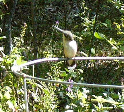 Female Ruby Throated hummingbird