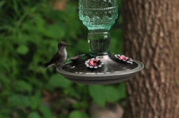 female ruby throated hummingbird photo by David wineberg