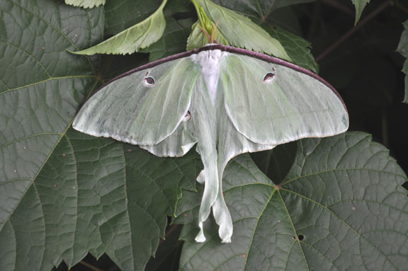 Luna Moth photo by David Wineberg