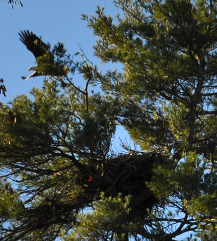 Eagle leaving nest. Photo by David Wineberg