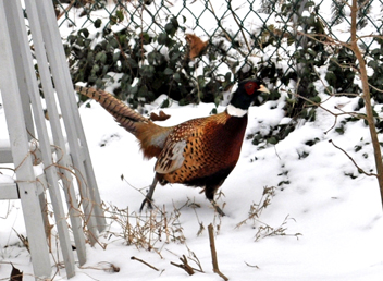 Ring necked pheasant, photo by David Wineberg