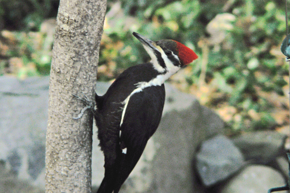 Pileated Woodpecker