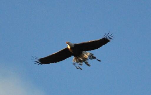 Eagle carrying branch. Photo by David Wineberg