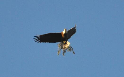 Eagle carrying branch 2. Photo by David Wineberg