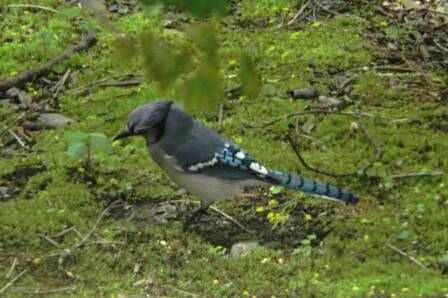 Bluejay. Photo by David Wineberg