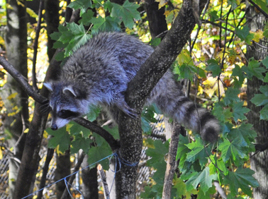 raccoon, photo by David Wineberg