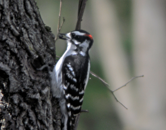 woodpecker. Photo by David Wineberg