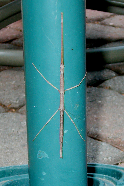 Stick Insect on umbrella stand