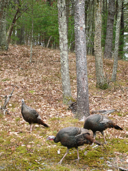 Wild mother turkey and chick